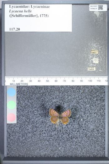 Media type: image;   Entomology 66279